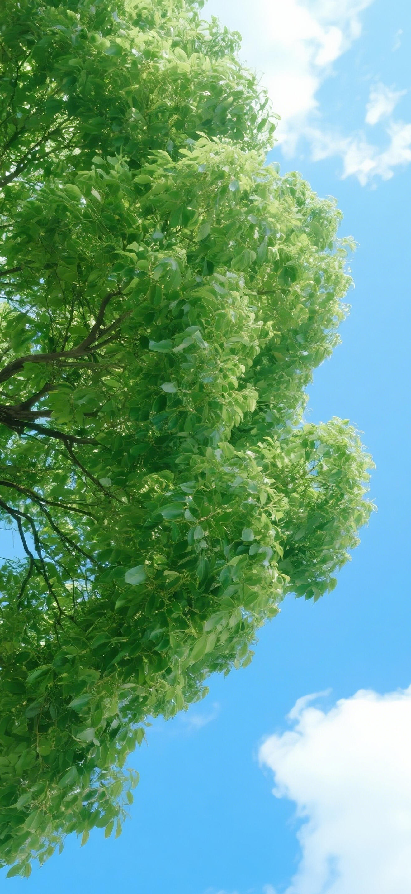 交换春天,壁纸,壁纸分享,高清壁纸,小清新背景图,清新治愈系,春天壁纸,治愈系壁纸,治愈系背景,春日背景图,全屏壁纸,手机壁纸,今日壁纸,治愈系调色,清新壁纸,每日壁纸,你的壁纸该换了,春夏,风景壁纸